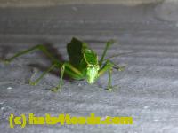 /home//u458753944/public_html/sourcegallery//Insects and small critters/grasshoppers and crickets (Orthoptera)/P1030161.JPG